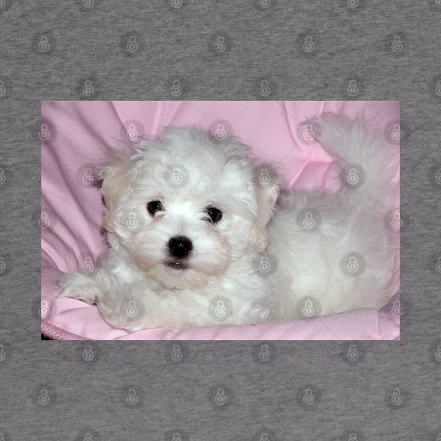 photo puppy pretty in pink by mystudiocreate